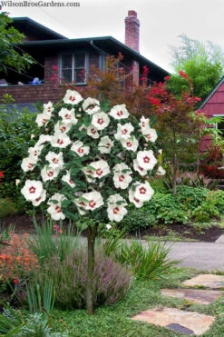 Red Heart Rose Of Sharon (Single Trunk Tree) - 5 Gallon Pot 10 Red Heart Rose Of Sharon (Single Trunk Tree) - 5 Gallon Pot -Wilson Bros Gardens hibiscus syriacus red heart rose of sharon tree 1
