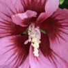 Red Pillar Rose Of Sharon - 3 Gallon Pot