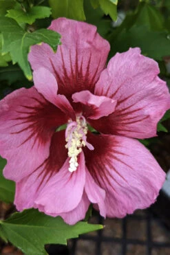 Red Pillar Rose Of Sharon - 3 Gallon Pot -Wilson Bros Gardens hibiscus syriacus red pillar rose of sharon 2