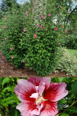 Red Pillar Rose Of Sharon - 3 Gallon Pot -Wilson Bros Gardens hibiscus syriacus red pillar rose of sharon 4