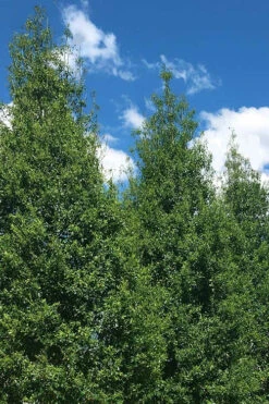 Savannah Holly - 7 Gallon Pot (6-7')