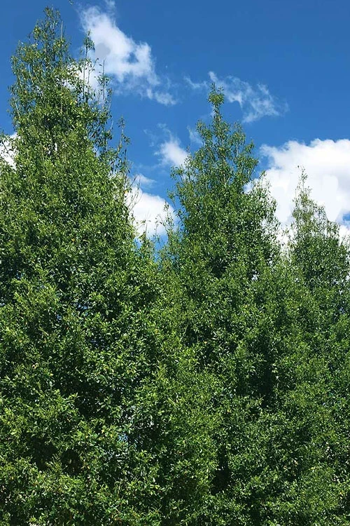 Savannah Holly - 7 Gallon Pot (6-7') 1 Savannah Holly - 7 Gallon Pot (6-7')