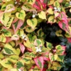 Chameleon Plant (Houttuynia Cordata)- 1 Gallon Pot