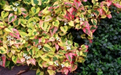 Chameleon Plant (Houttuynia Cordata)- 1 Gallon Pot -Wilson Bros Gardens houttuynia cordata chameleon plant 3