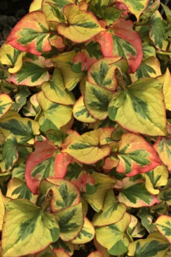 Chameleon Plant (Houttuynia Cordata)- 1 Gallon Pot -Wilson Bros Gardens houttuynia cordata chameleon plant 4