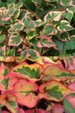Chameleon Plant (Houttuynia Cordata)- 1 Gallon Pot -Wilson Bros Gardens houttuynia cordata chameleon plant 6