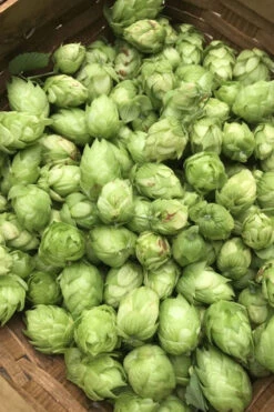 Cascade Hops Vine - 3 Gallon Pot -Wilson Bros Gardens humulus lupulus cascade hops 1