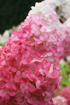Vanilla Strawberry Hydrangea (Single Trunk Tree Form) - 3 Gallon Pot -Wilson Bros Gardens hydrangea paniculata vanilla strawberry 20