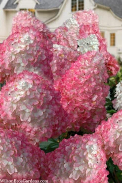 Vanilla Strawberry Hydrangea (Single Trunk Tree Form) - 3 Gallon Pot -Wilson Bros Gardens hydrangea paniculata vanilla strawberry 21