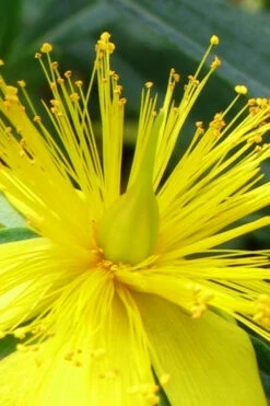 Blue Velvet St. Johns Wort (Hypericum Kalmianum) - 3 Gallon Pot -Wilson Bros Gardens hypericum lamianum blue velvet st johns wort 2
