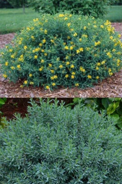 Blue Velvet St. Johns Wort (Hypericum Kalmianum) - 3 Gallon Pot -Wilson Bros Gardens hypericum lamianum blue velvet st johns wort 5
