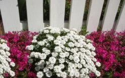 Alexander's White Candy Tuft (Iberis) - 1 Gallon Pot -Wilson Bros Gardens iberis sempervirens alexanders white 3