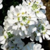 Snow Cone Candytuft (Iberis Sempervirens) - 18 Pack Of Pint Pots