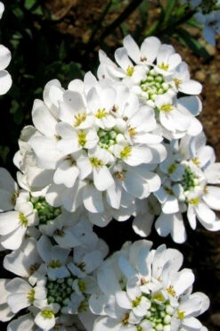 Snow Cone Candytuft (Iberis Sempervirens) - 18 Pack Of Pint Pots