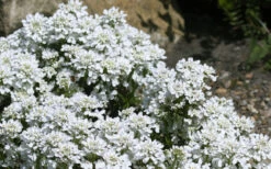 Snow Cone Candytuft (Iberis Sempervirens) - 18 Pack Of Pint Pots -Wilson Bros Gardens iberis sempervirens snow cone candytuft 4
