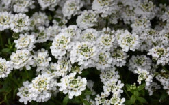 Snowflake Candy Tuft - 1 Gallon Pot -Wilson Bros Gardens iberis sempervirens snowflake candytuft 1