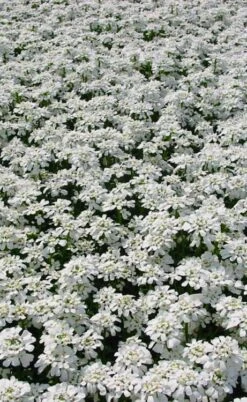 Alexander's White Candy Tuft (Iberis) - 1 Gallon Pot -Wilson Bros Gardens iberis sempervirens snowflake candytuft 3 1