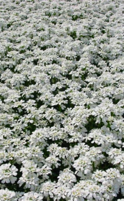 Snowflake Candy Tuft - 1 Gallon Pot -Wilson Bros Gardens iberis sempervirens snowflake candytuft 3