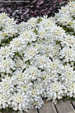 Snowsation Candytuft - 1 Gallon Pot -Wilson Bros Gardens iberis snowsation candytuft 2