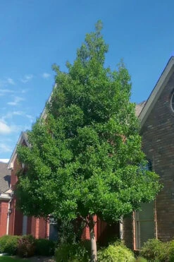 Savannah Holly - 7 Gallon Pot (6-7') 10 Savannah Holly - 7 Gallon Pot (6-7') -Wilson Bros Gardens ilex attentuata savannah holly 3