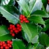 Emily Bruner Pyramidal Holly - 7 Gallon Pot (3-4')