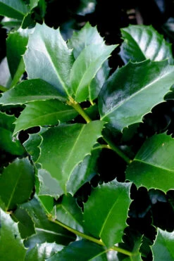 Emily Bruner Pyramidal Holly - 7 Gallon Pot (4-5') 12 Emily Bruner Pyramidal Holly - 7 Gallon Pot (4-5') -Wilson Bros Gardens ilex emily bruner holly tree 103 1