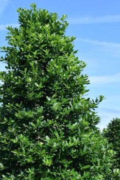 Nellie R. Stevens Holly - 6 Pack Of 1 Gallon Pots 11 Nellie R. Stevens Holly - 6 Pack Of 1 Gallon Pots -Wilson Bros Gardens ilex nellie r stephens holly tree 1 2