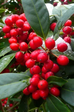 Nellie R. Stevens Holly - 7 Gallon Pot (4-5') -Wilson Bros Gardens ilex nellie r stevens holly tree berries 11