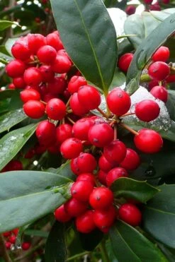 Nellie R. Stevens Holly - 1 Gallon Pot -Wilson Bros Gardens ilex nellie r stevens holly tree berries 11 3