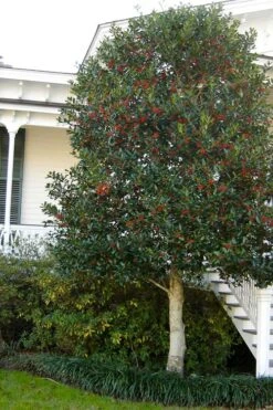 Nellie R. Stevens Holly - 7 Gallon Pot (3-4') -Wilson Bros Gardens ilex nellie r stevens holly tree berries tree 12 1