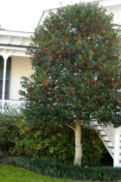 Nellie R. Stevens Holly - 7 Gallon Pot (4-5') -Wilson Bros Gardens ilex nellie r stevens holly tree berries tree 12