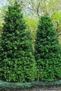 Nellie R. Stevens Holly - 7 Gallon Pot (4-5')