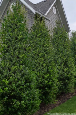 Forest Totem American Holly Tree - 1 Gallon Pot -Wilson Bros Gardens ilex opaca forest totem american holly tree 2