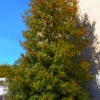 Greenleaf American Holly (Ilex Opaca) - 7 Gallon Pot