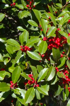 Greenleaf American Holly (Ilex Opaca) - 3 Gallon Pot -Wilson Bros Gardens ilex opaca greenleaf american holly tree 3