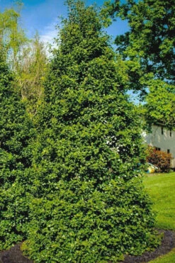 Greenleaf American Holly (Ilex Opaca) - 3 Gallon Pot -Wilson Bros Gardens ilex opaca greenleaf american holly tree 5