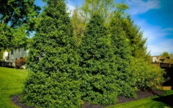 Greenleaf American Holly (Ilex Opaca) - 3 Gallon Pot -Wilson Bros Gardens ilex opaca greenleaf american holly tree 6