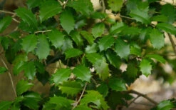 Forest Totem American Holly Tree - 1 Gallon Pot -Wilson Bros Gardens ilex opaca greenleaf american holly tree 7