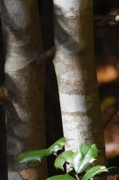 Satyr Hill American Holly Tree - 7 Gallon Pot 11 Satyr Hill American Holly Tree - 7 Gallon Pot -Wilson Bros Gardens ilex opaca greenleaf american holly tree bark 1 2