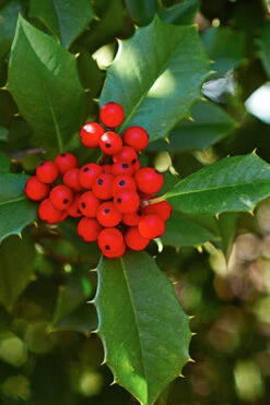 Old Heavy Berry American Holly (Ilex Opaca) - 1 Gallon Pot 15 Old Heavy Berry American Holly (Ilex Opaca) - 1 Gallon Pot -Wilson Bros Gardens ilex opaca old heavy berry american holly 1