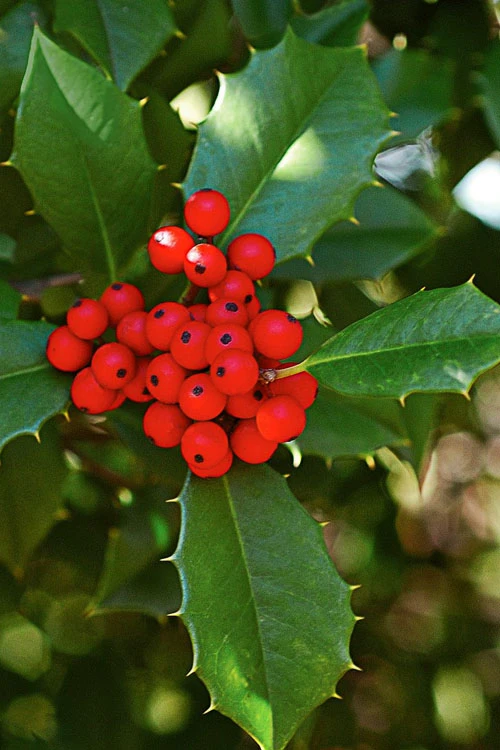 Old Heavy Berry American Holly (Ilex Opaca) - 1 Gallon Pot 8 Old Heavy Berry American Holly (Ilex Opaca) - 1 Gallon Pot - Image 8