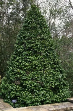 Old Heavy Berry American Holly (Ilex Opaca) - 1 Gallon Pot 11 Old Heavy Berry American Holly (Ilex Opaca) - 1 Gallon Pot -Wilson Bros Gardens ilex opaca old heavy berry american holly 4