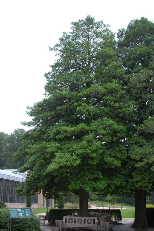 Old Heavy Berry American Holly (Ilex Opaca) - 1 Gallon Pot 7 Old Heavy Berry American Holly (Ilex Opaca) - 1 Gallon Pot - Image 7