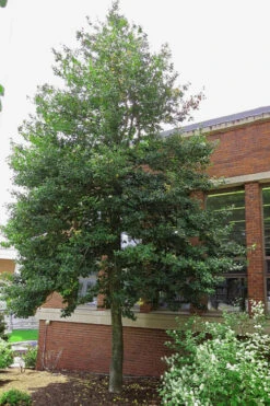 Old Heavy Berry American Holly (Ilex Opaca) - 1 Gallon Pot 12 Old Heavy Berry American Holly (Ilex Opaca) - 1 Gallon Pot -Wilson Bros Gardens ilex opaca old heavy berry american holly 6