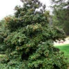 Satyr Hill American Holly Tree - 7 Gallon Pot