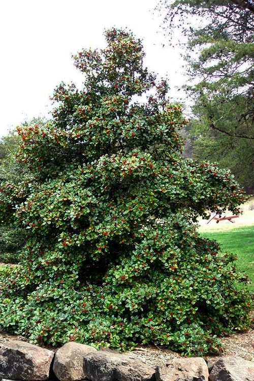 Satyr Hill American Holly Tree - 7 Gallon Pot 1 Satyr Hill American Holly Tree - 7 Gallon Pot