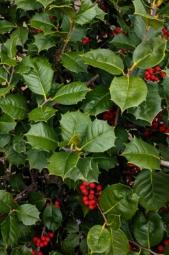 Satyr Hill American Holly Tree - 7 Gallon Pot 10 Satyr Hill American Holly Tree - 7 Gallon Pot -Wilson Bros Gardens ilex opaca satyr hill american holly 2