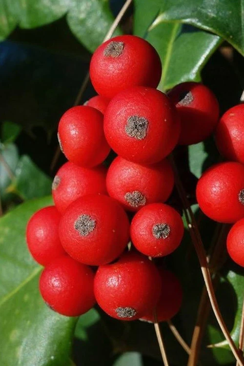 Satyr Hill American Holly Tree - 7 Gallon Pot 4 Satyr Hill American Holly Tree - 7 Gallon Pot - Image 4