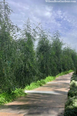 Weeping Yaupon Holly (Ilex Vomitoria 'Pendula') - 7 Gallon Pot (4-5') 10 Weeping Yaupon Holly (Ilex Vomitoria 'Pendula') - 7 Gallon Pot (4-5') -Wilson Bros Gardens ilex vomitoria pendula weeping yaupon holly berries 3 1