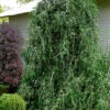 Weeping Yaupon Holly (Ilex Vomitoria 'Pendula') - 7 Gallon Pot (4-5')